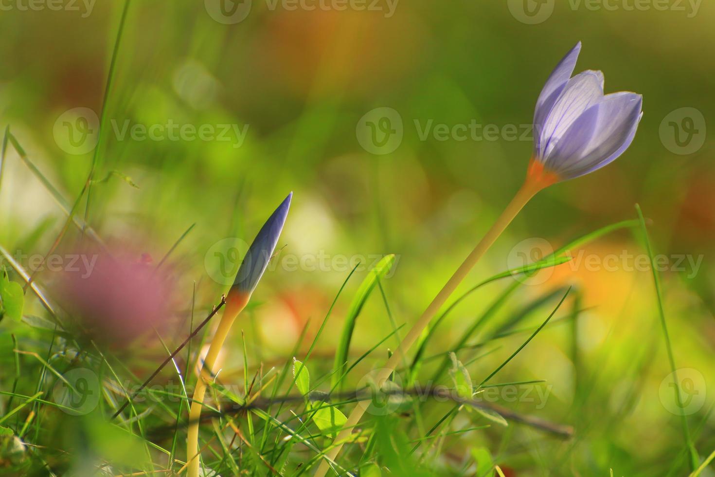 Crocus flower in the park in autumn season photo