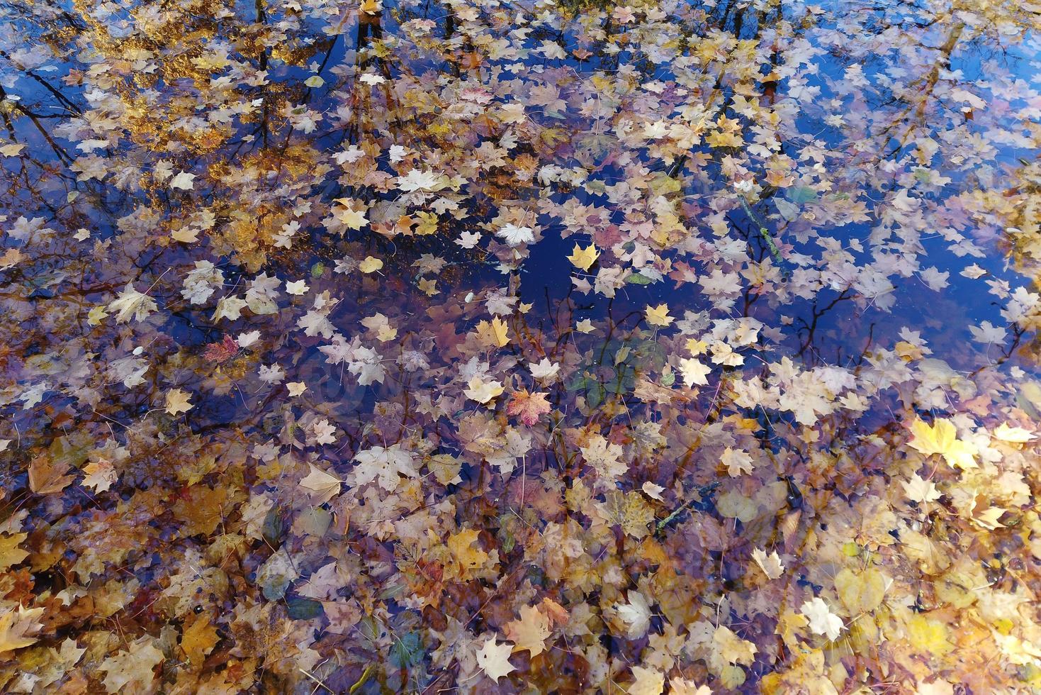 October Atumn Maple Leaf floating on water photo