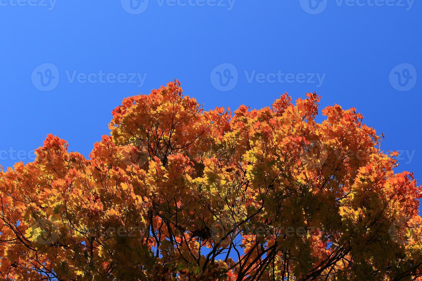 hermoso paisaje otoñal con follaje colorido en el parque. foto