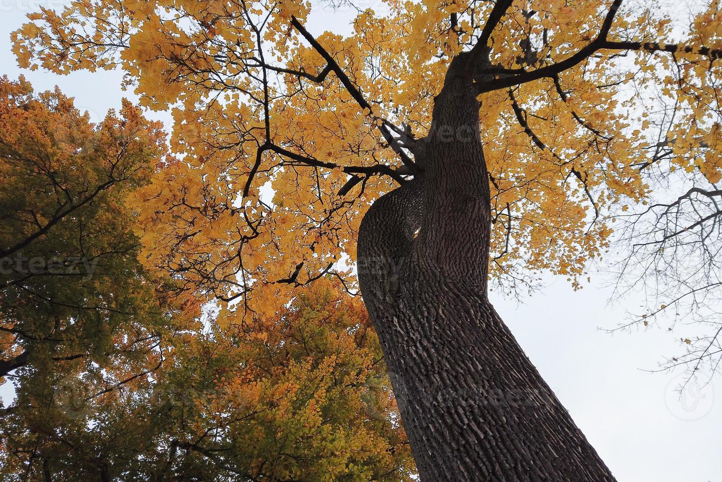 autumn trees and leaves with colorful foliage in the park. photo