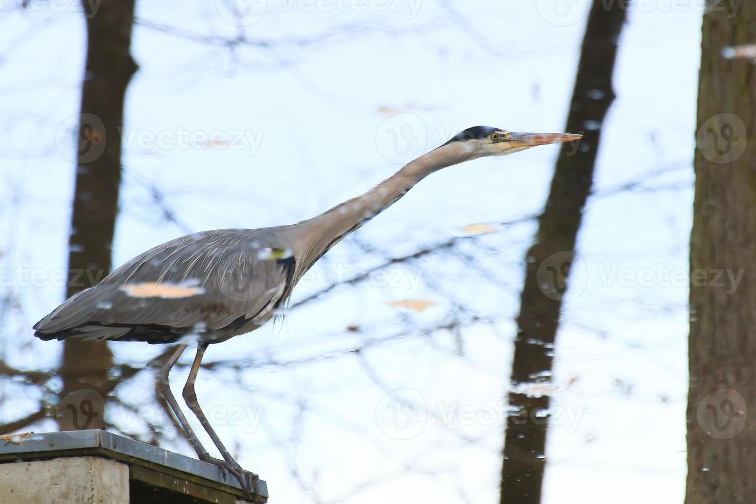 gray heron near a pond in Autumn season photo