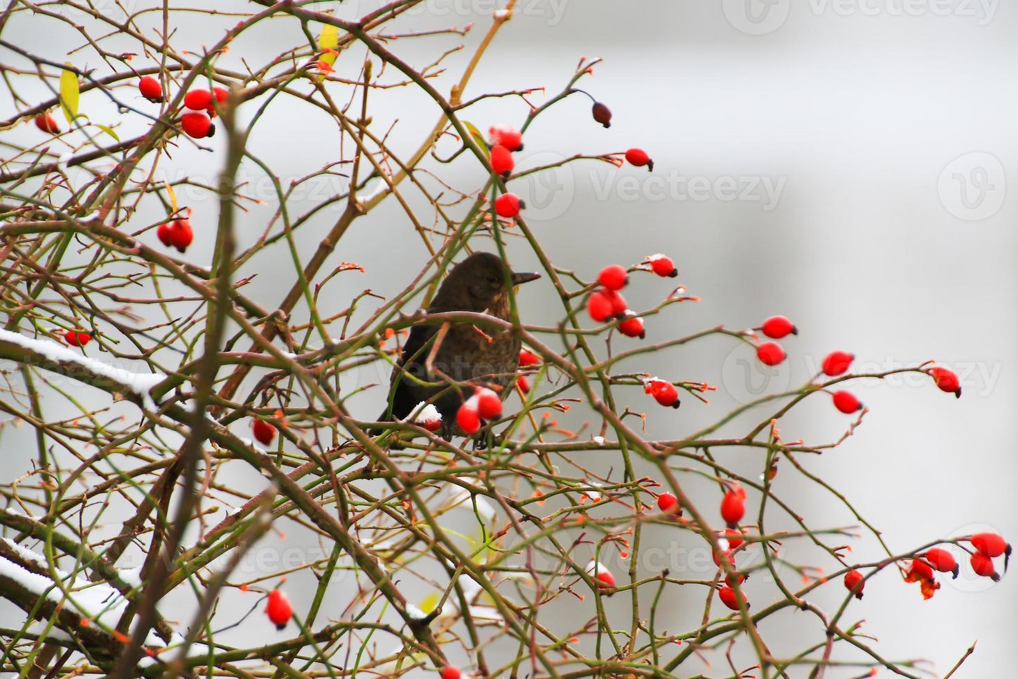 blackbird sitting on a tree branch in winter time photo