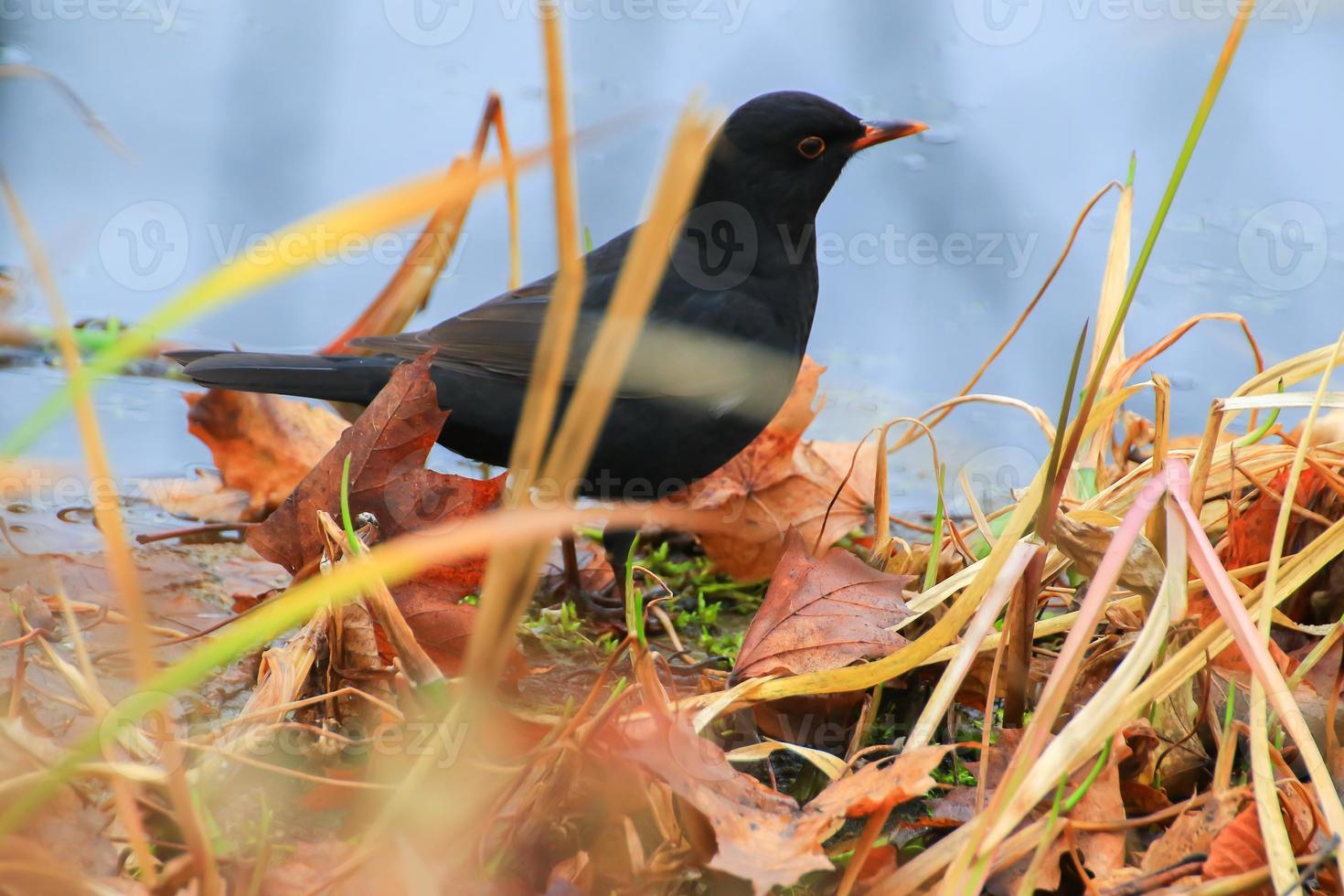 A male blackbird Turdus merula looking for food on the ground photo