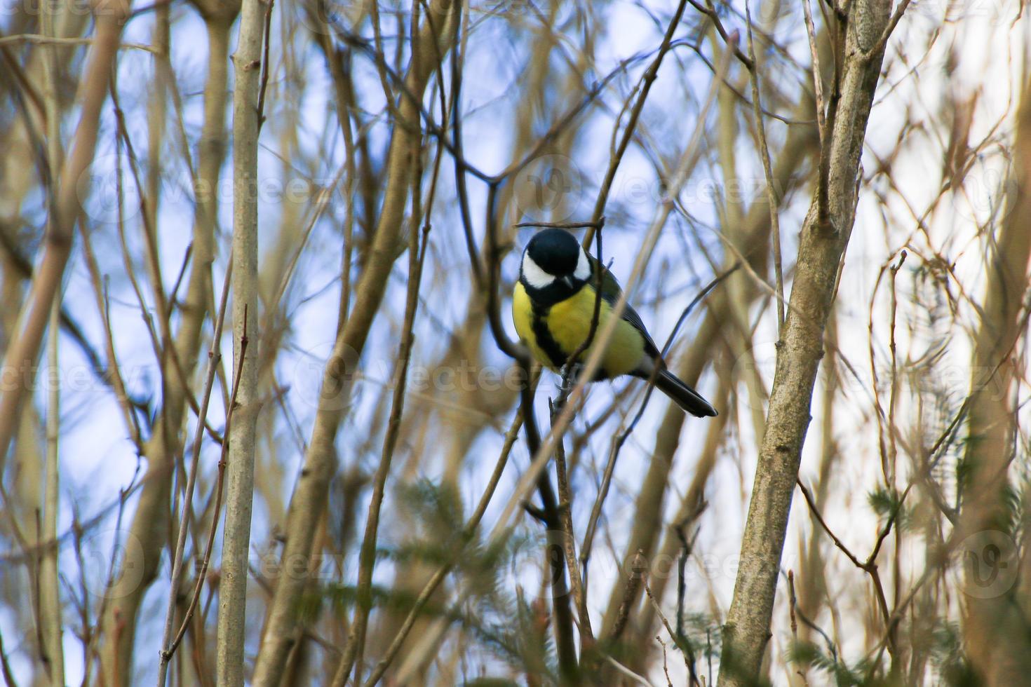Great Tit Parus major on autumn tree leaves in the park photo