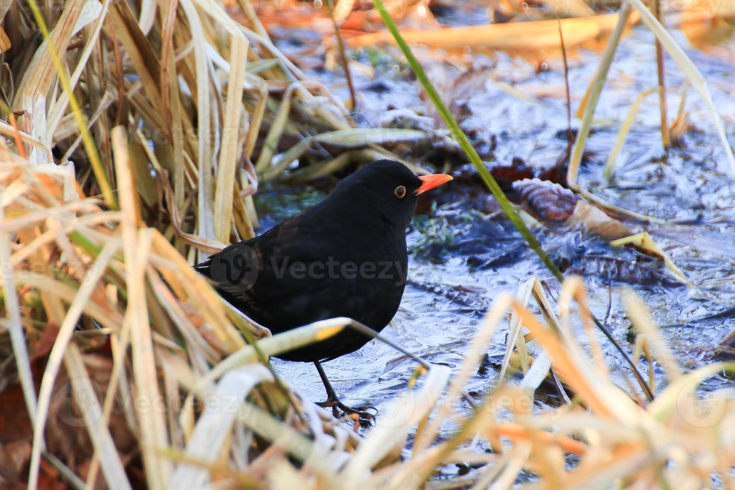 A male blackbird Turdus merula looking for food on the ground photo