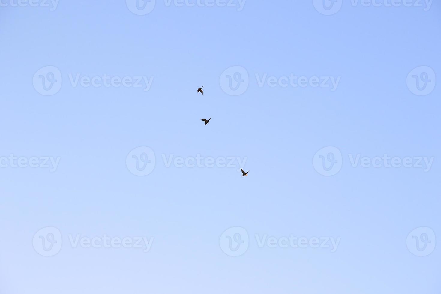 group of cormorants flying in formation in the blue sky photo