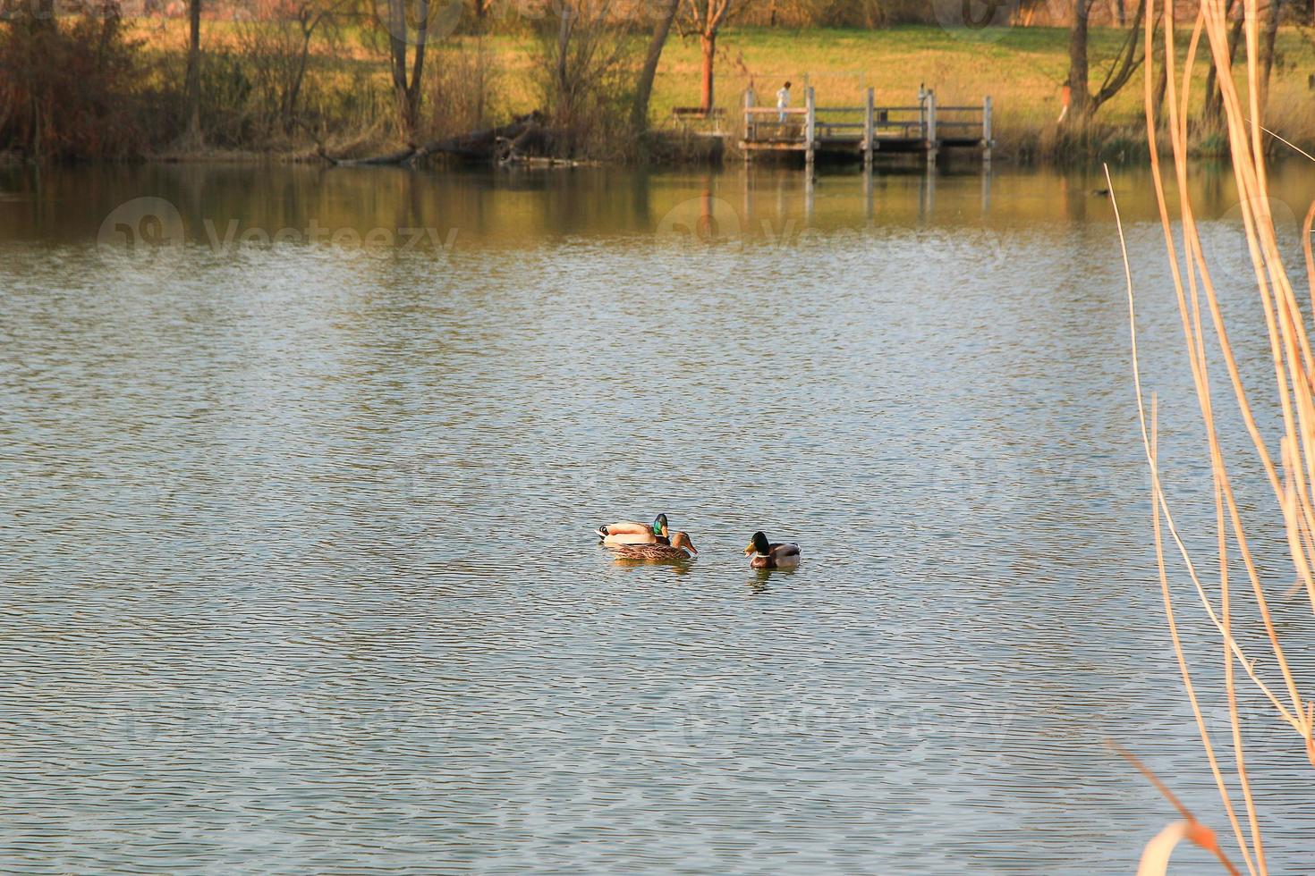 pair of mallards on the water in a swamp in autumn time photo