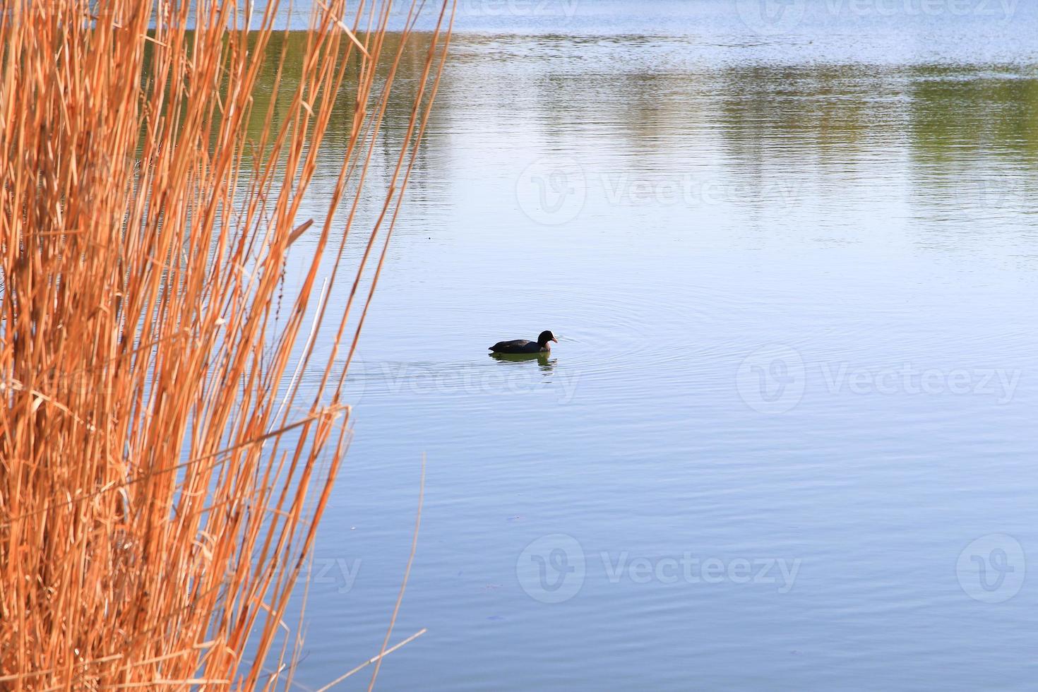 portrait of a coot duck Fulica atra bird swimming on Danube river photo