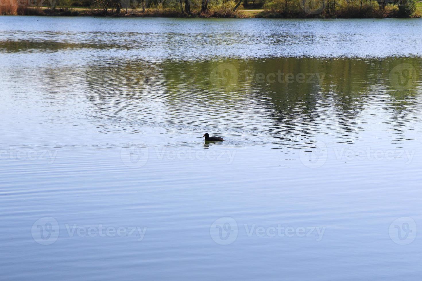 portrait of a coot duck Fulica atra bird swimming on Danube river photo