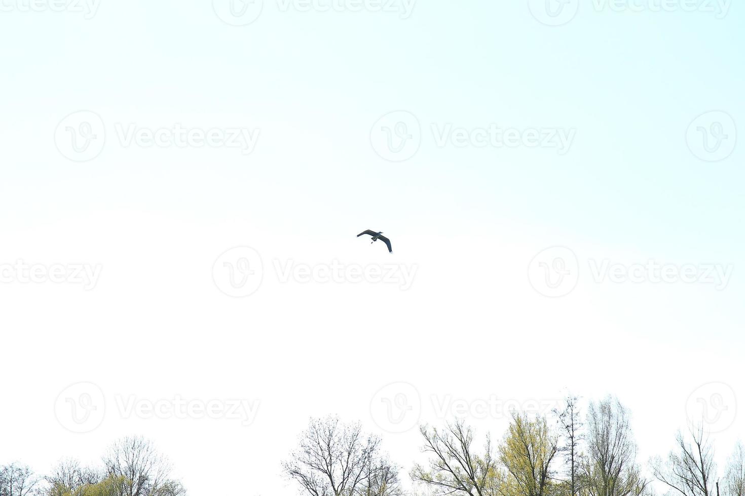 Grey heron bird Ardea cinerea flying near Danube river photo