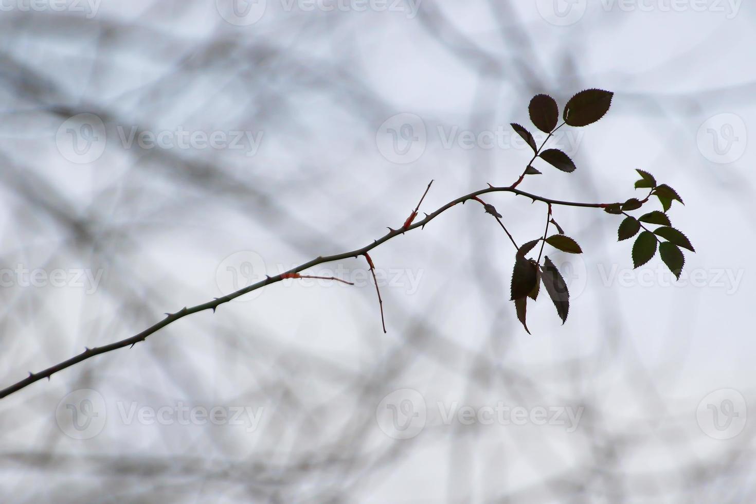 thorny dog rose branches. Green wild rose branch with many little and big sharp and poitny orange thorns photo