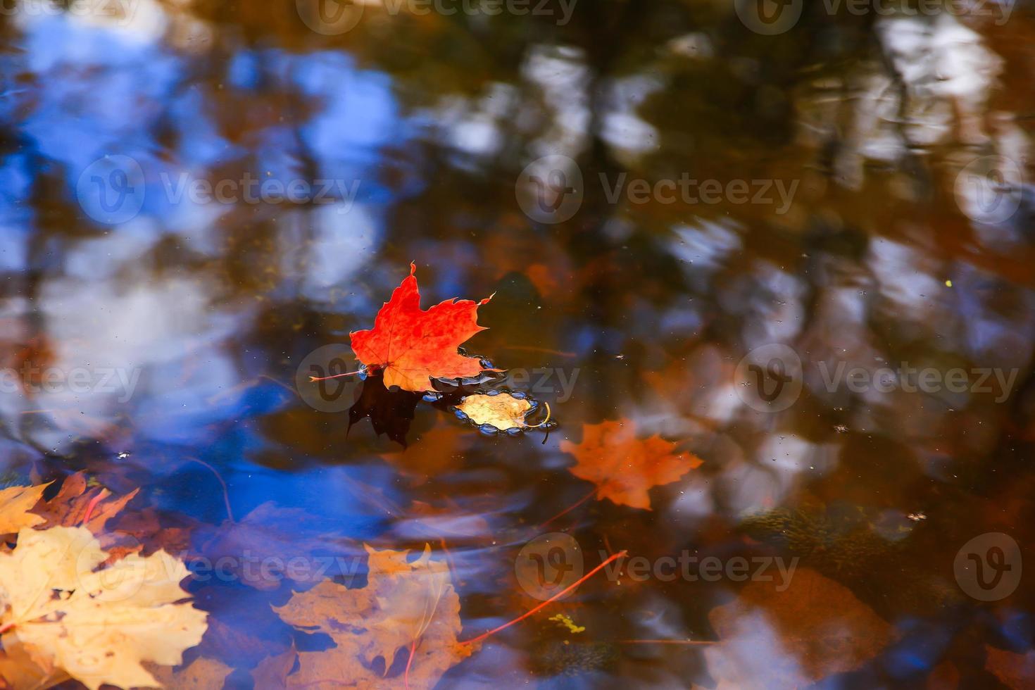 Autumn yellow maple leaves over blue water with reflection of trees in it photo