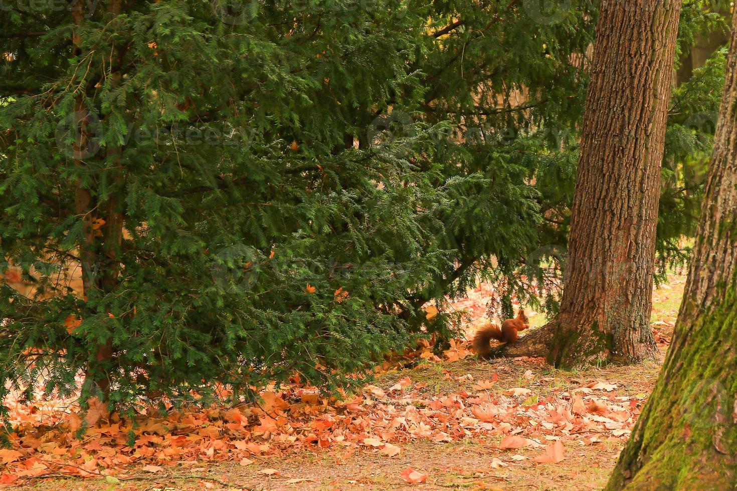Portrait of Eurasian red squirrel climbing on tree and eating acorn photo