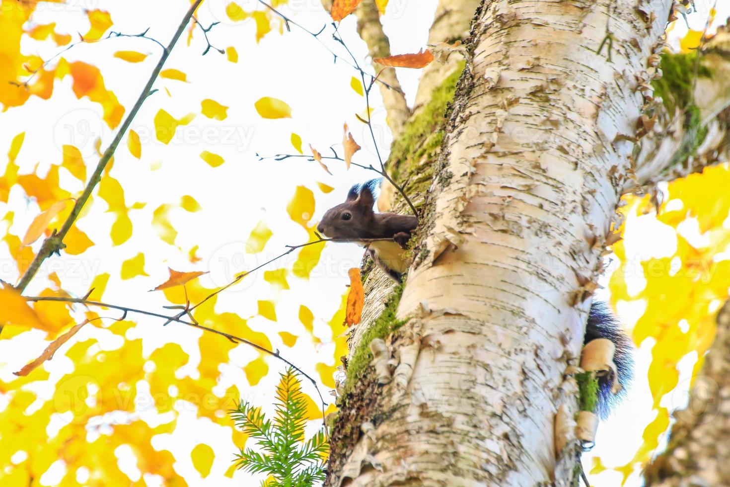 Portrait of Eurasian red squirrel climbing on tree on an Autumn day photo