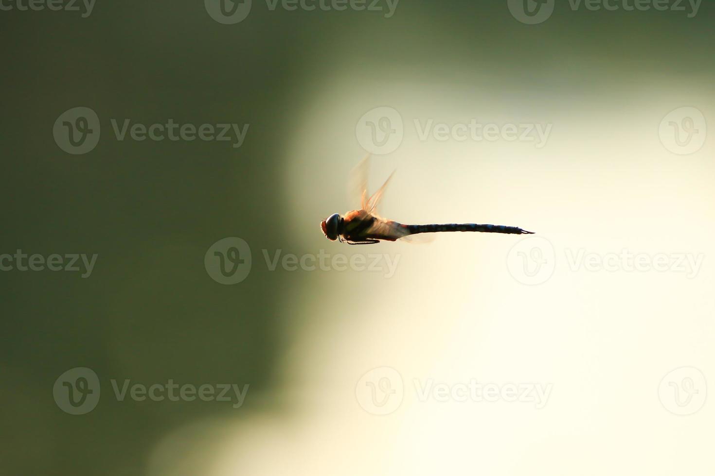 A wandering glider dragonfly in flight near the water photo