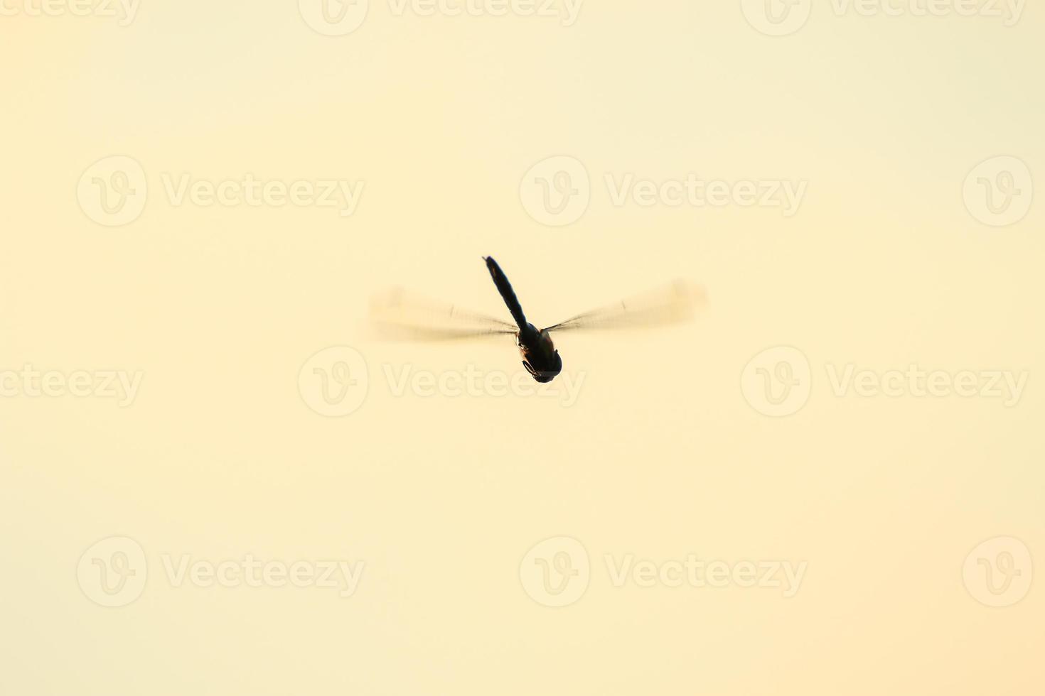 A wandering glider dragonfly in flight near the water photo