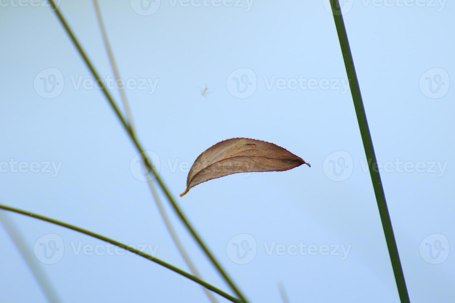 dried brown autumn leaf floating between vegetation photo