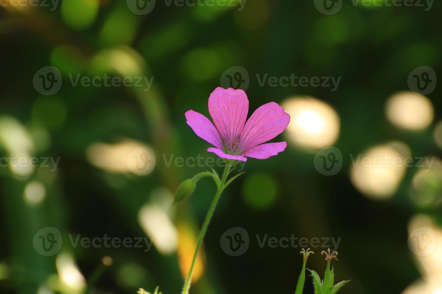 Pink wild flower on a green background photo