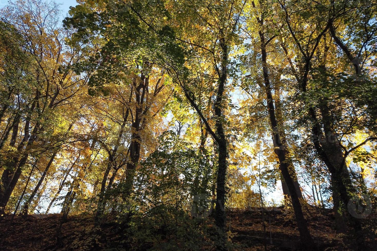 hojas de otoño y árboles en el parque foto