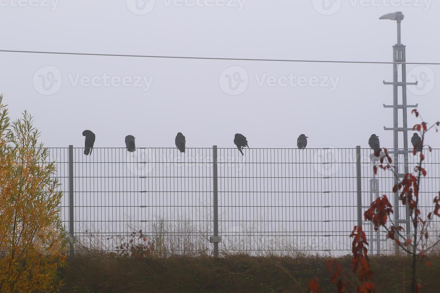 crow sitting on the fence in fog in the city photo