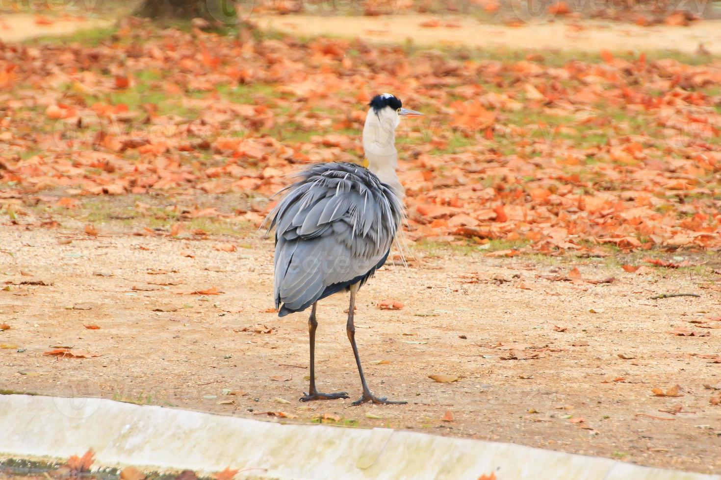 gray heron near a pond in Autumn season photo