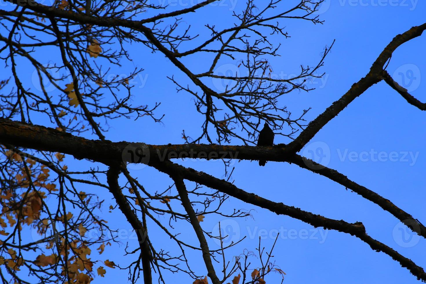 silueta de un pájaro sentado en una rama de árbol al atardecer foto