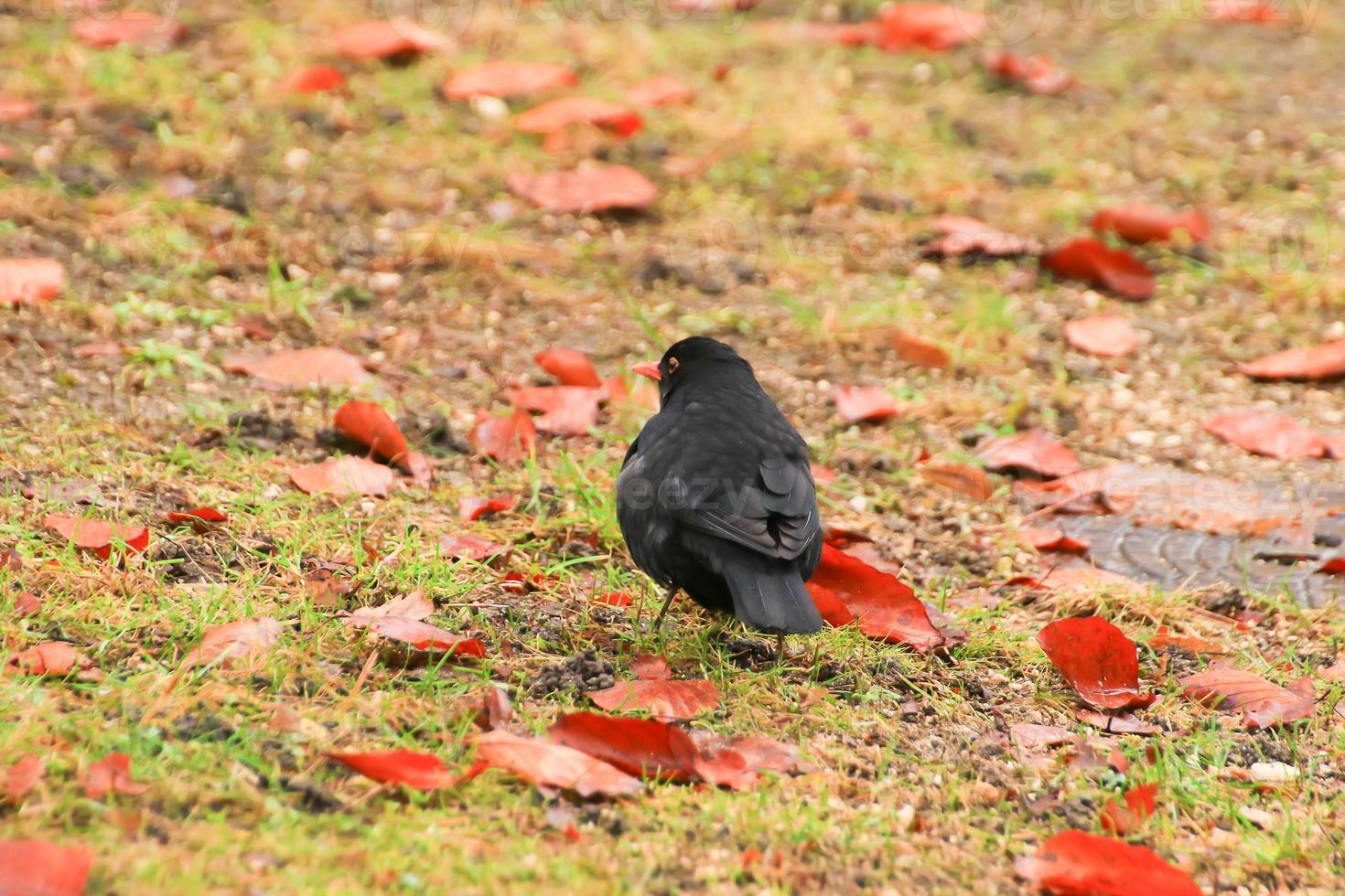 un mirlo macho turdus merula buscando comida en el suelo foto