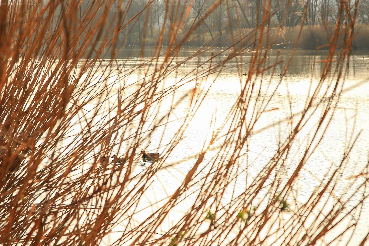 pair of mallards on the water in a swamp in autumn time photo