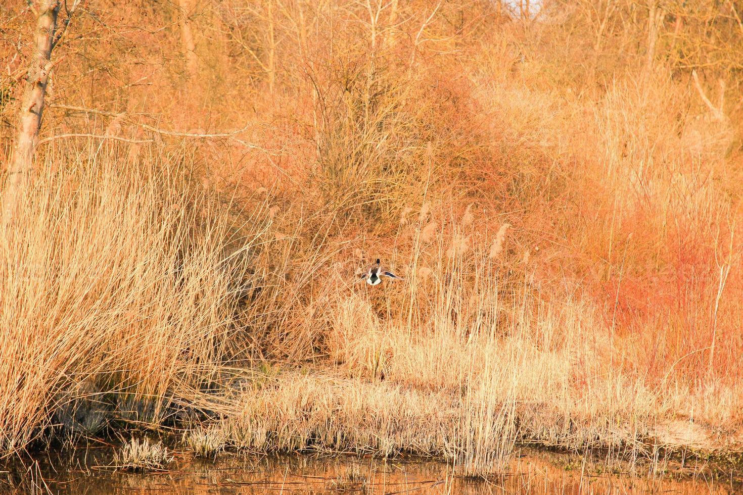 wild duck in flying action near a swamp photo