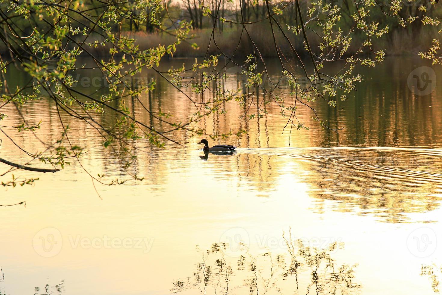 pato salvaje nadando en un lago dorado mientras la puesta de sol se refleja en el agua. imagen minimalista con silueta de ave acuática. foto