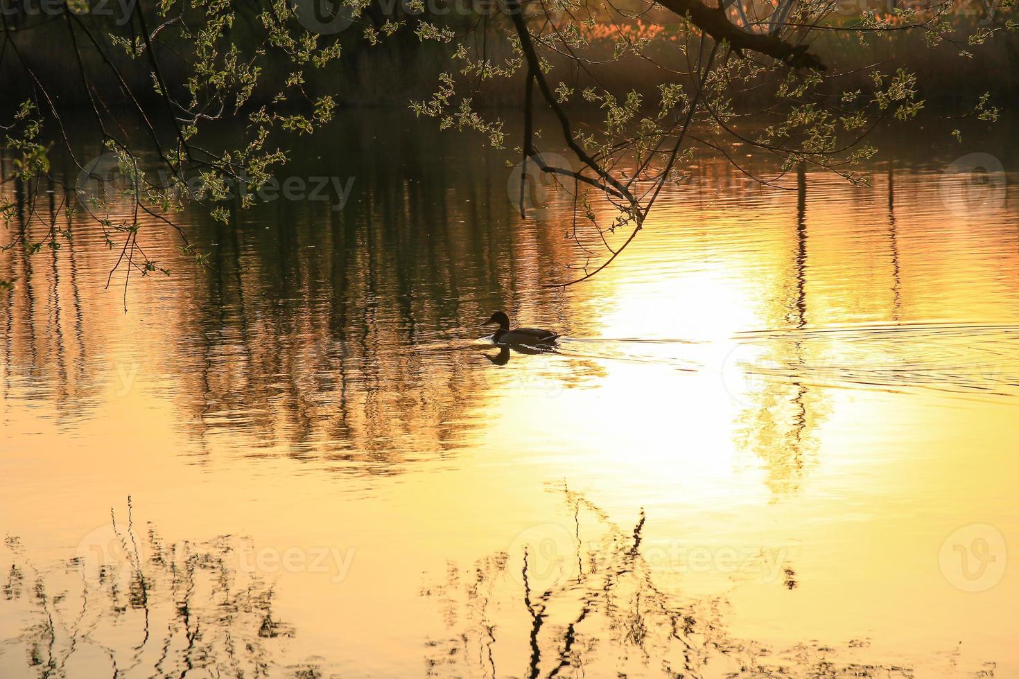 wild duck swimming on a golden lake while sunset is reflecting in the water. Minimalistic picture with silhouette of the water bird. photo