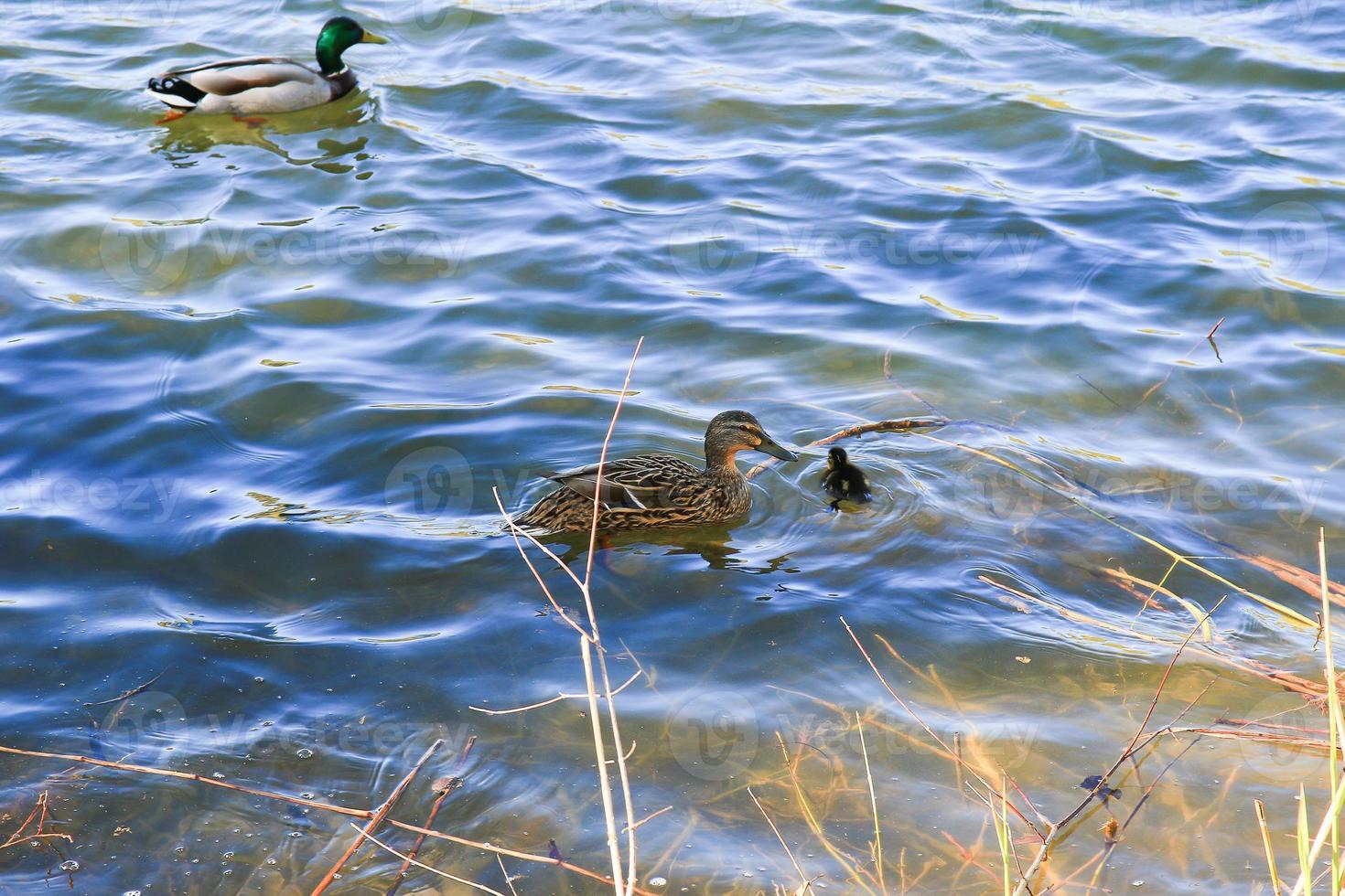 un par de patos con pollo flotan en el río danubio foto