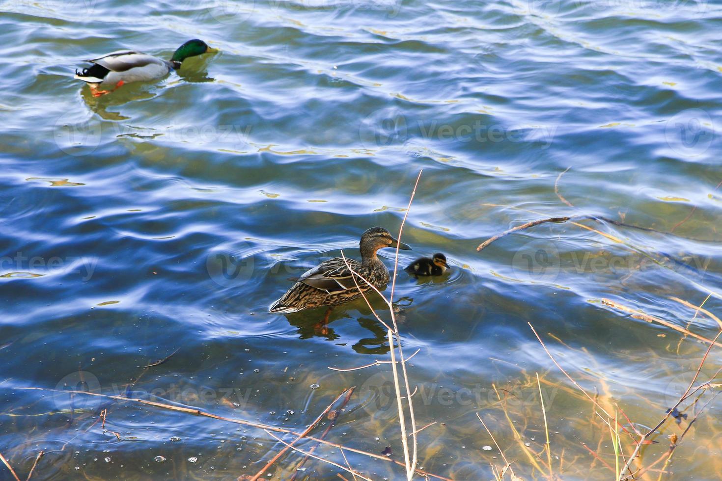 un par de patos con pollo flotan en el río danubio foto