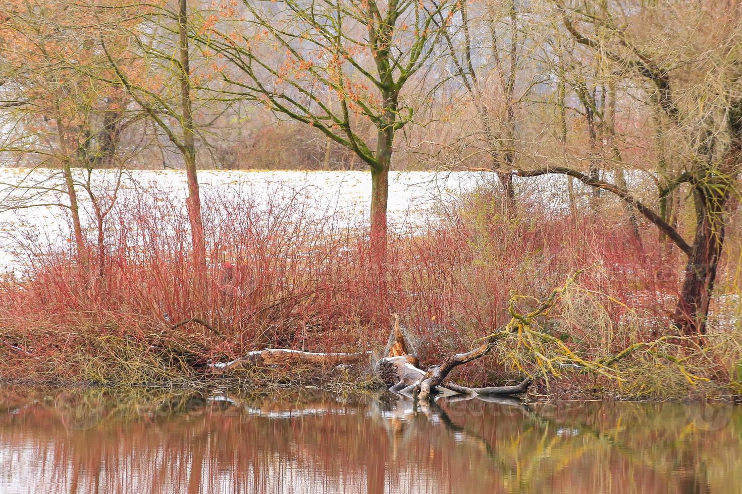 ree branches sticks out from under the water in winter time photo