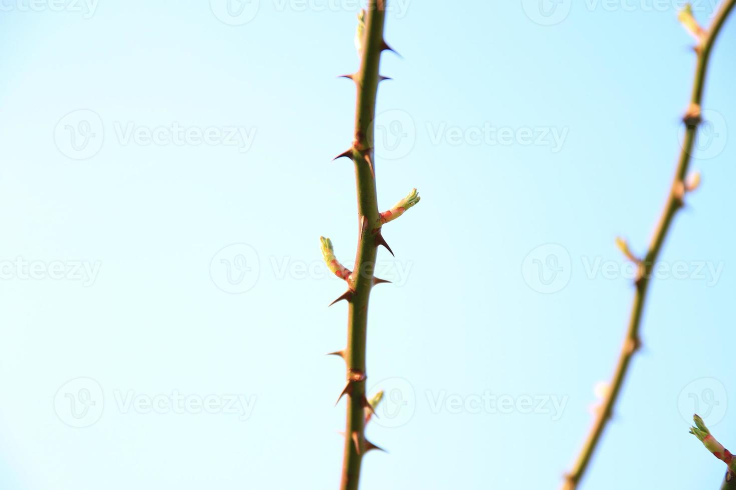 Close up of rose shoot growing from a wild rose bush photo