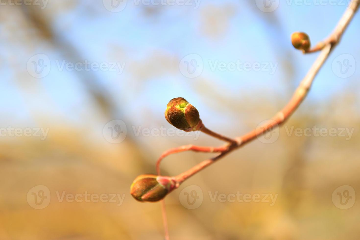 twig of a tree with freshly unraveled buds photo