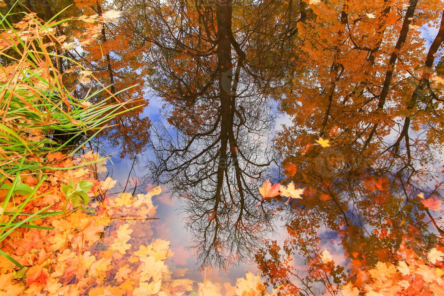 Autumn yellow maple leaves over blue water with reflection of trees in it photo