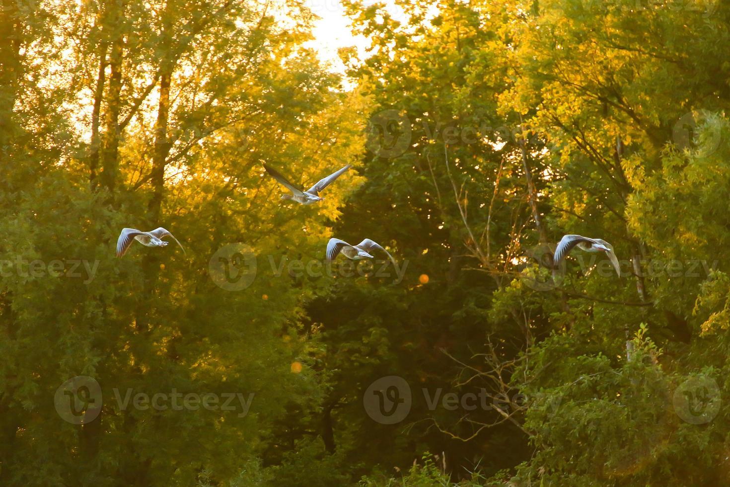 wild goose flaying near the Danube water stream photo