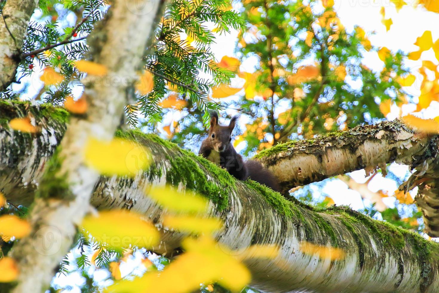 Portrait of Eurasian red squirrel climbing on tree on an Autumn day photo