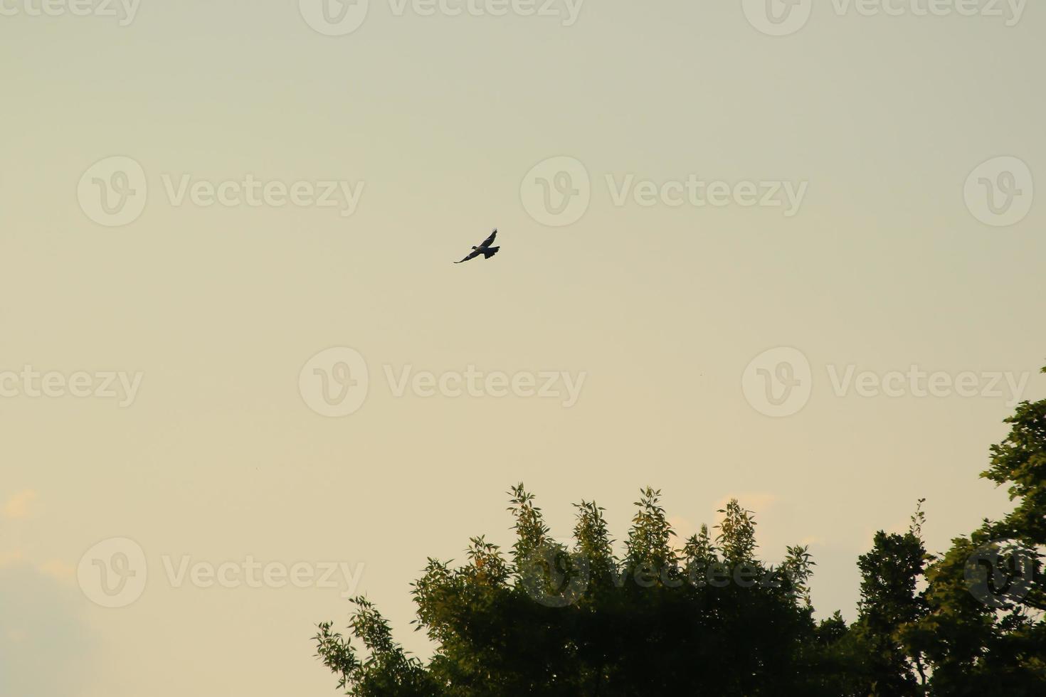 bird silhouette in flight at sunset photo