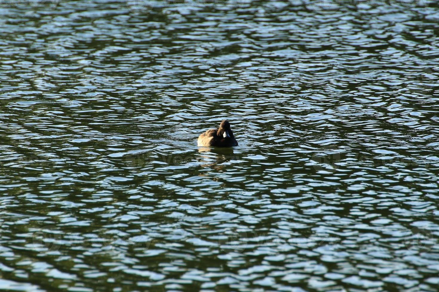 wild ducks on the lake near danube river in Germany photo