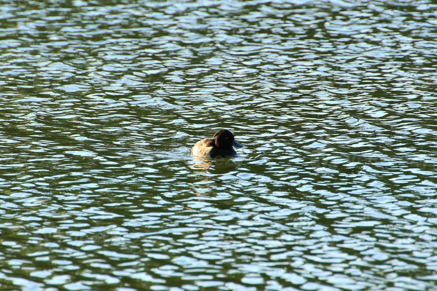 wild ducks on the lake near danube river in Germany photo