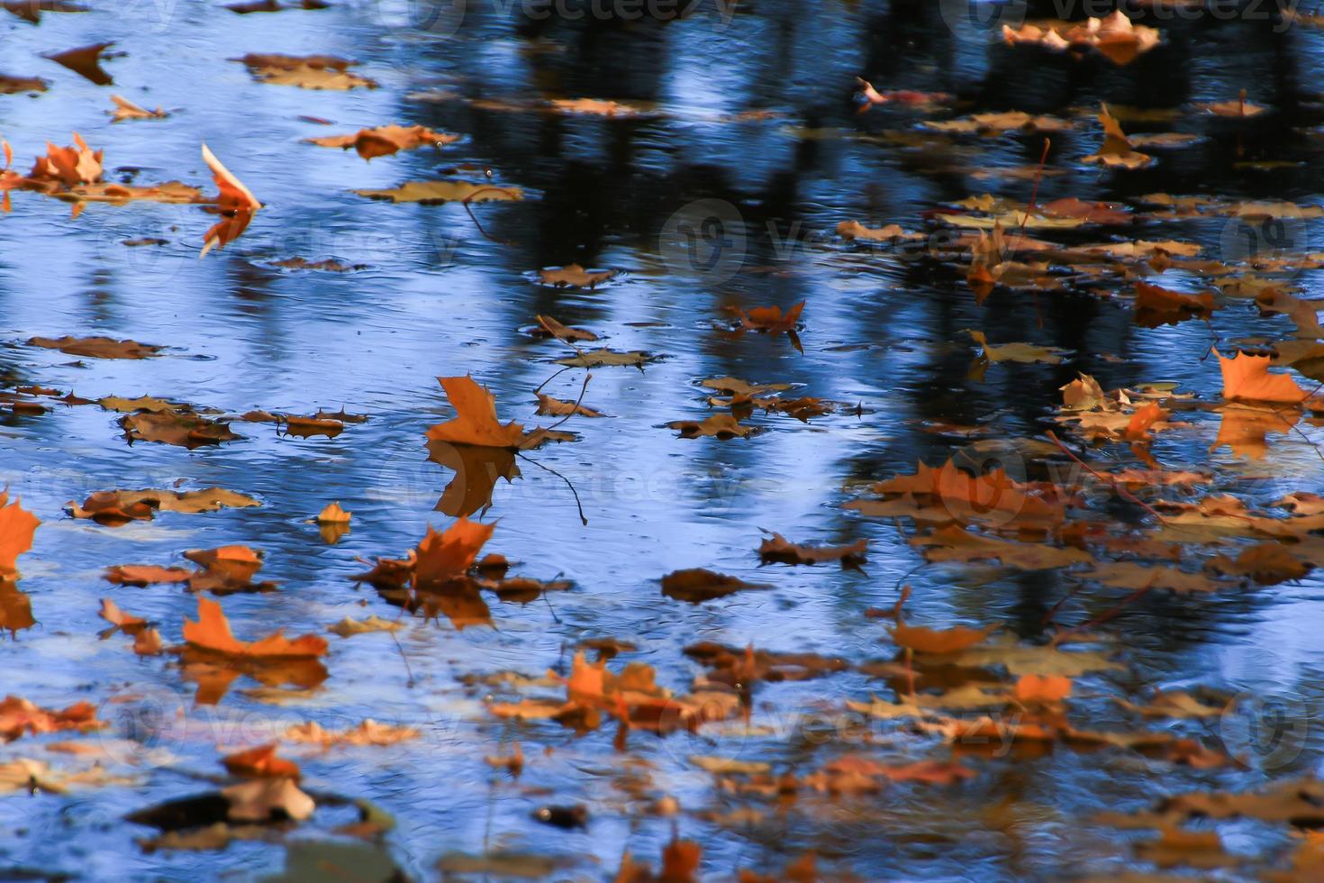 October Atumn Maple Leaf floating on water photo