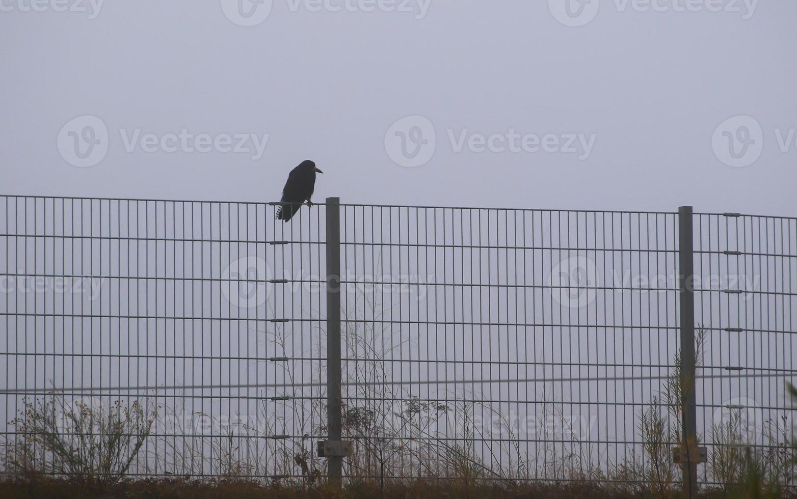 crow sitting on the fence in fog in the city photo