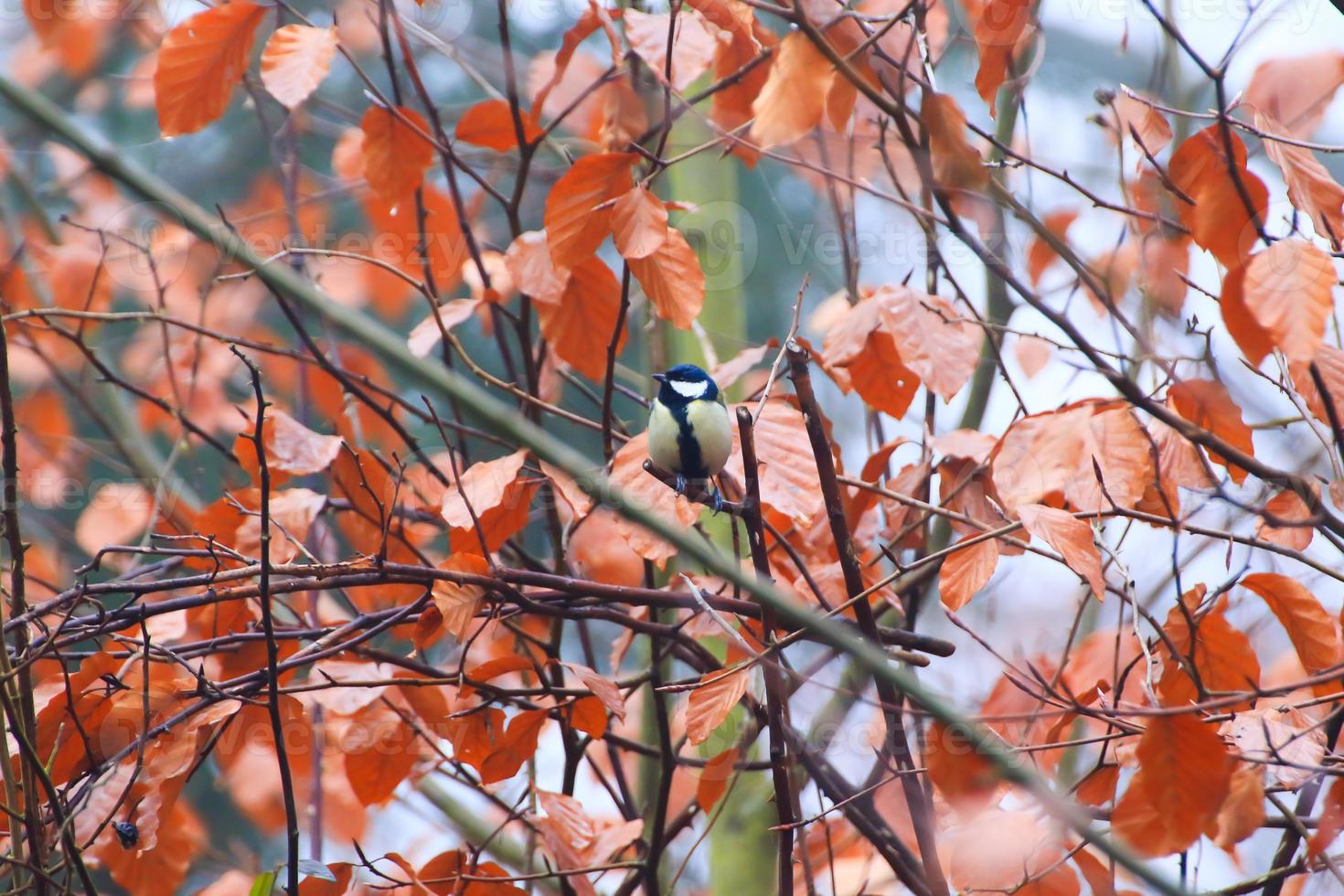 Blue tit parus caeruleus sitting on a branch in autumn season photo