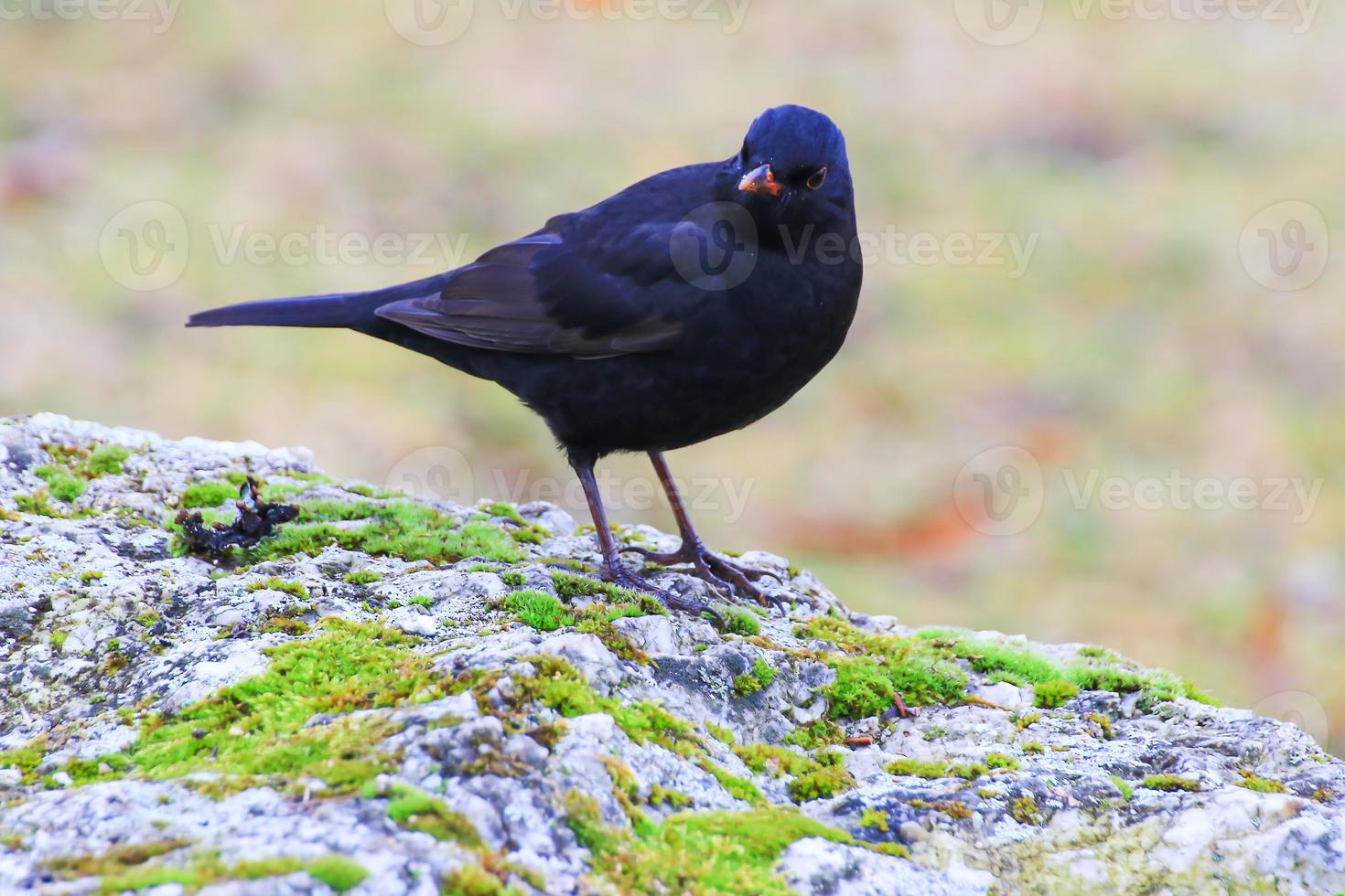 un mirlo macho turdus merula buscando comida en el suelo foto