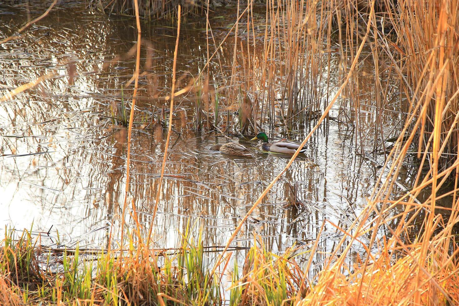 pair of mallards on the water in a swamp in autumn time photo