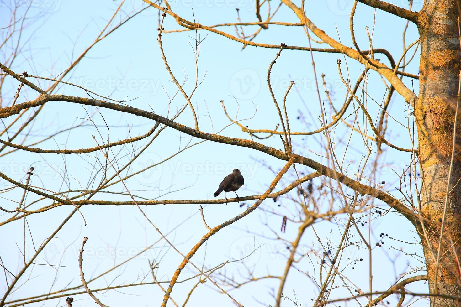 un mirlo común turdus merula sentado en una rama de árbol foto
