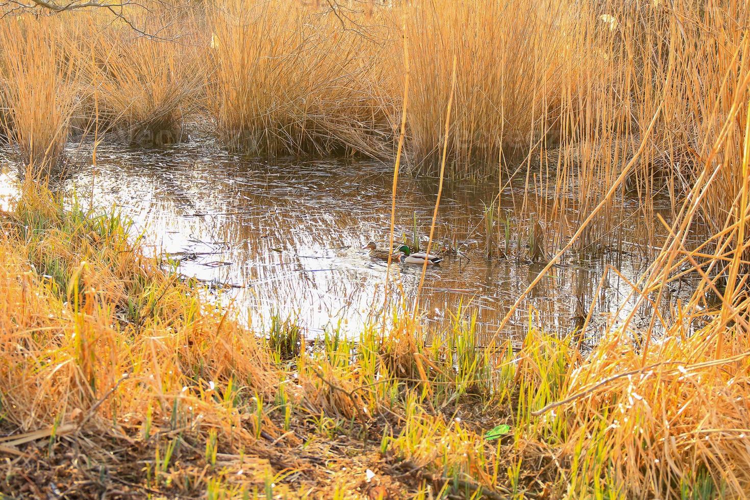 pair of mallards on the water in a swamp in autumn time photo