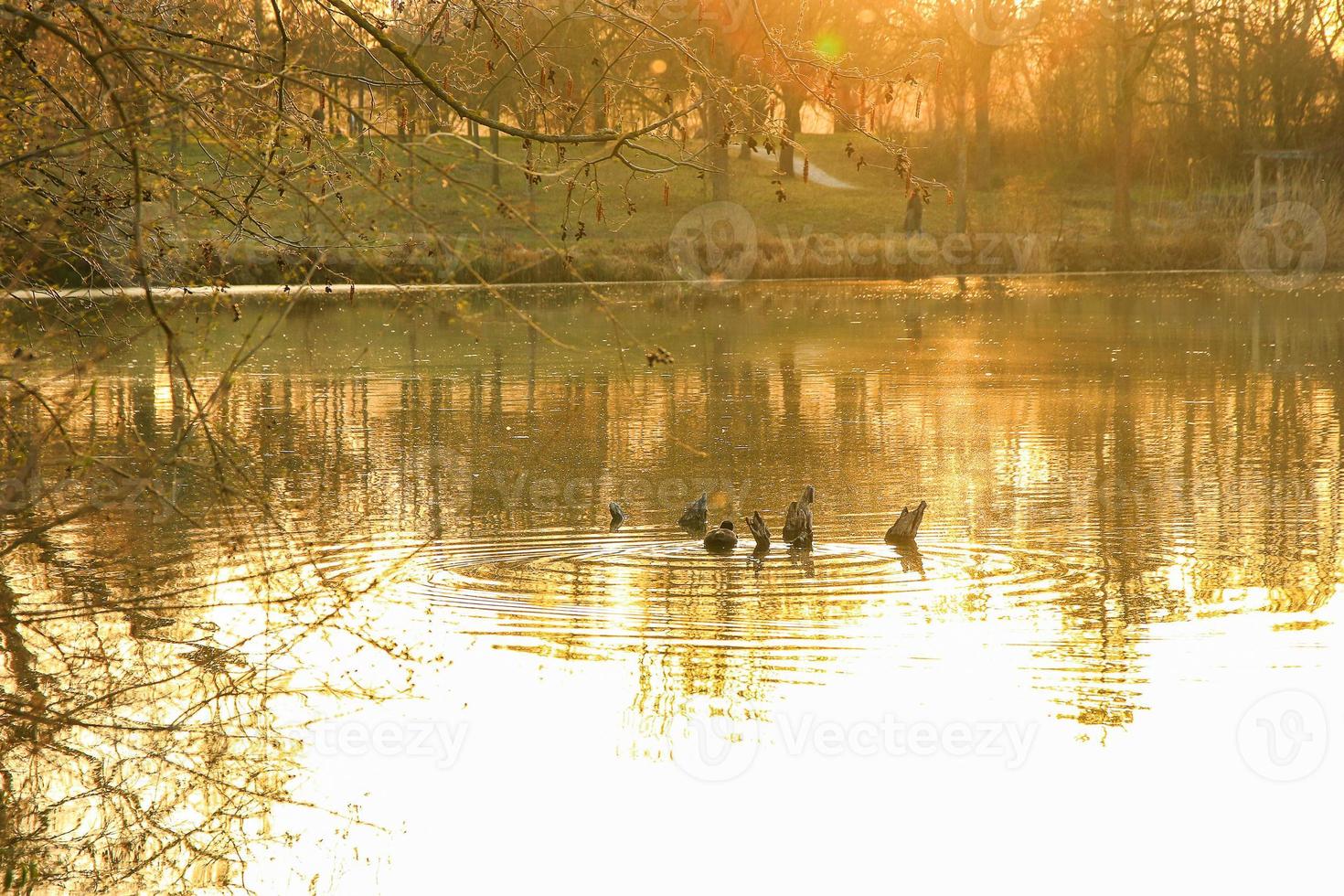 contra la luz de una focha en el lago al atardecer foto